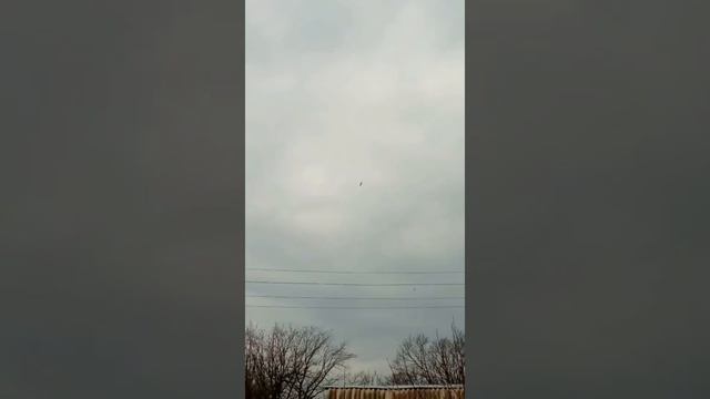 ястриб Тетеревятник атакует голубей. Goshawk attacking pigeons