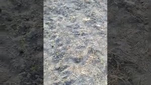 Посадка дички яблони.