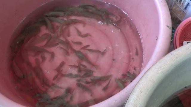 Таиланд 5 день\\ДИСКАВЕРИ\\Зоопарк Кхао Кхео. Храм Ада и Рая. Зоопарк тигров и многое др.