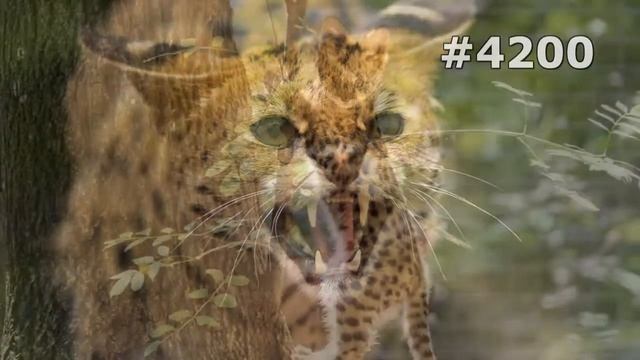 #4200. Сервалы (В мире животных) смотреть онлайн