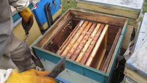 Объединение пчелиных семей Осенью Очень простой способ