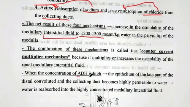 Lecture 4 :(Urine Concentration and Dilution ). смотреть онлайн