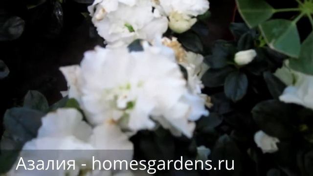 Цветущая азалия: белые цветы на фоне зеленых листьев