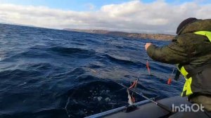 РЫБАЛКА В БАРЕНЦЕВОМ МОРЕ. ТРЕСКА КЛЮЕТ НА "РЫБНОЙ БАНКЕ"."FISHING IN THE BARENTS SEA."