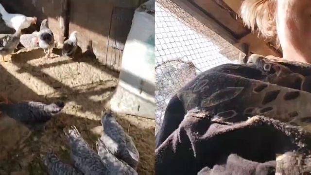 Работа на участке кипит, траву кроликам косим, птица растёт.