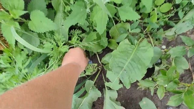 ?Голубика Спартан ? Ранний срок созревания.