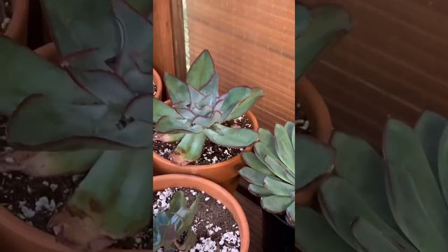 Tons of succulents and propagations - cleaning day!