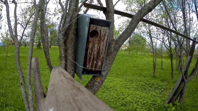 Из деревенской жизни скворцов смотреть онлайн