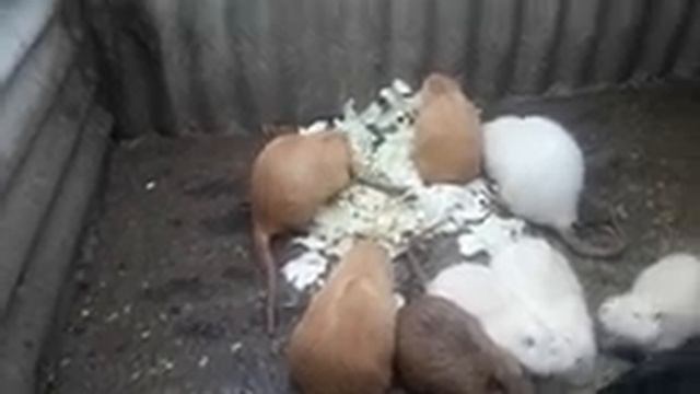 Чем заменить воду, в зимнее время.нашим нутриям. смотреть онлайн