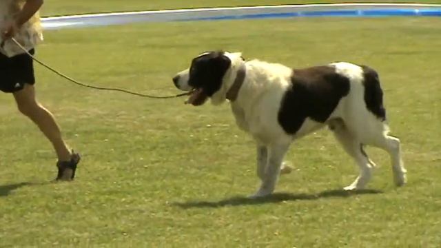 Алабай кобель чёрный с белым открытый класс. смотреть онлайн