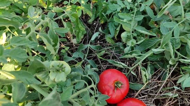 Томат Монгольский карлик смотреть онлайн