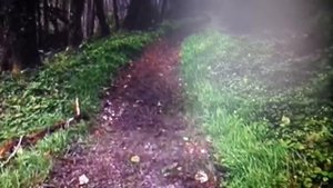 Песня "Тропиночка"