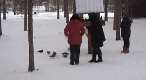 Chelyabinsk 2015 / Челябинск - Птицы в парке Гагарина - remars65