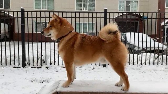 Отец - Дземби Генки смотреть онлайн