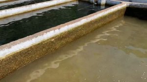 Супер рыбалка!Рыбалка на форель.Форелевая ферма и ресторан .Экскурсия рыбалка на форель в Турции