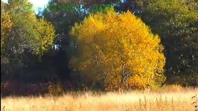 Зеленая школа