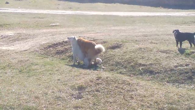 красавец перевальное смотреть онлайн