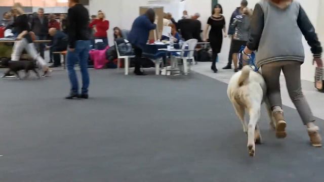 Выставка алабаев(1) смотреть онлайн