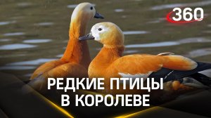 Краснокнижные утки-огари вернулись с зимовки в Королёв