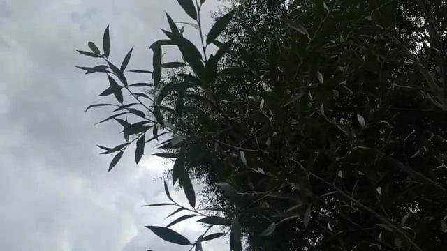 Сколько листьев на дереве?? смотреть онлайн