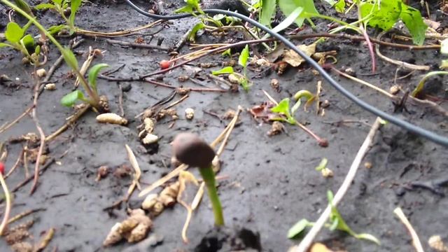 КЕДР ? моя мечта вырастить лес......)) вот и попробовал прорастить КЕДР ✌️? Новосибирск 2021. смотреть онлайн