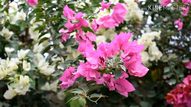 ബൊഗെയിൻവില്ല പരിപാലനം A-Z [Travel Beeps] смотреть онлайн