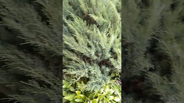 Чистка китайского можжевельника!!! смотреть онлайн