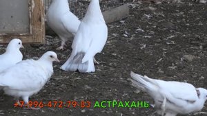 Бакинские широкохвостые голуби Гусейнова Теймура в Астрахани+7-961-798-10-02