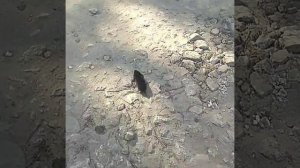 Крот бежит из норки