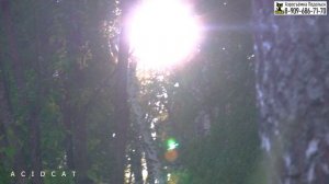 ЗВУКИ ПРИРОДЫ-ПЕНИЕ КУКУШКИ В ЛЕТНЕМ ЛЕСУ