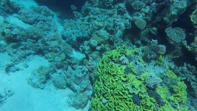 Siva Sharm spa 5 Фридайвинг на Красном море, находки различные.