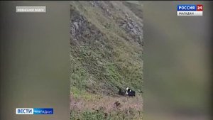 Стадо коров бросилось с обрыва, спасаясь от разъяренных собак