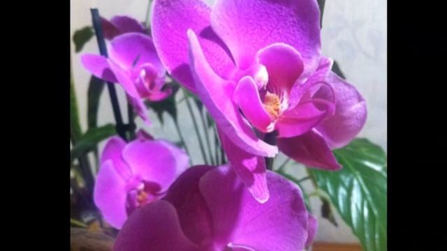 Неоново-сиреневый ФАЛЕНОПСИС ГОЛЛИВУД / Phalaenopsis Hollywood смотреть онлайн