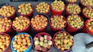 Продуктовый рынок на беркате в Грозном #рынок