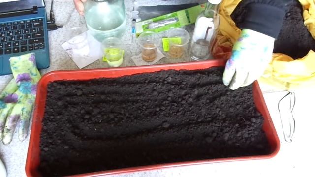 НАЧИНАЮ СЕЯТЬ ПЕРЦЫ. Ольга Чернова 27 января. смотреть онлайн