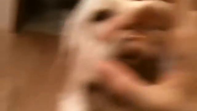 Лабрадор )1 год и 4 месяца) Моя любимая Майра!!) смотреть онлайн