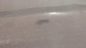 выращиваю личинок комара в домашних условиях #1| переселение