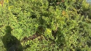Как Косить Кусты Триммером