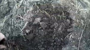 Зябь и пар по Овсинскому весной. Уплотнительное воздействие тракторов на почву.