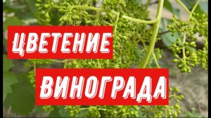 Цветение винограда