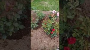 Розочки от Анны Глубоковой "Вокруг роз"