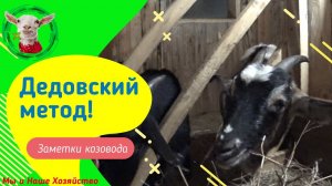 Как узнать будет ли у козы молоко с душком