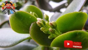 «Ни разу не видел, как толстянка цветет!»: как спровоцировать цветение денежного дерева!