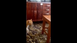 Злые коты Первая подборка