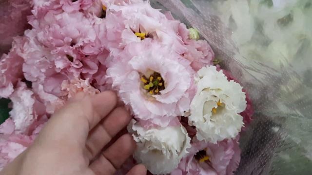 Eustoma Russell. light pink | Huamama смотреть онлайн