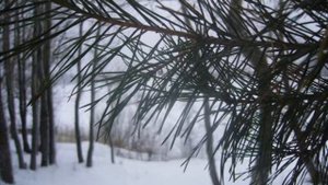 Зимний Сясьстрой