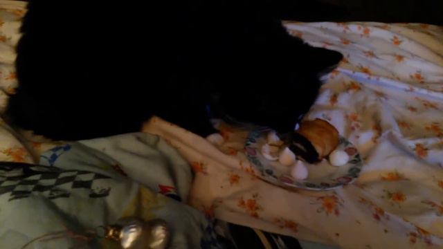 Кот ест булки и сладость смотреть онлайн