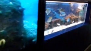 Выставка "Мир Океана. Прикосновение..." (Музей мирового океана, Россия, Калининград)