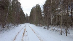 В лесу около Песчанки