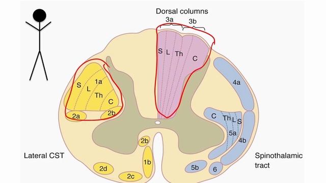 USMLE RX - 9.Неврология и спец.чувства - 1.Анат,физо - 36.Спинной мозг, тракты спинного мозга